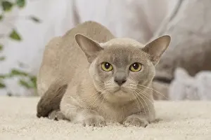 Burmeses: Burmese cat indoors