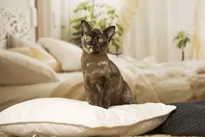 Burmeses: Burmese Cat indoors