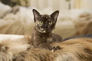 Burmeses: Burmese Cat indoors