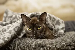 Burmeses: Burmese Cat indoors
