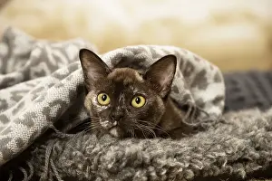 Burmeses: Burmese Cat indoors