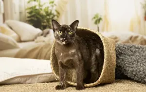 Burmeses: Burmese Cat indoors