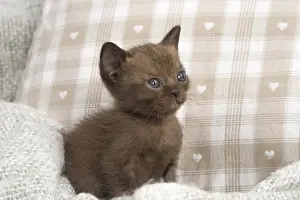 Burmeses: Burmese Cat, kitten