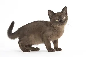 Burmeses: Burmese Cat, kitten in the studio
