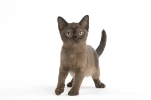 Burmeses: Burmese Cat, kitten in the studio