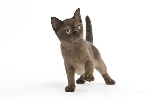 Burmeses: Burmese Cat, kitten in the studio