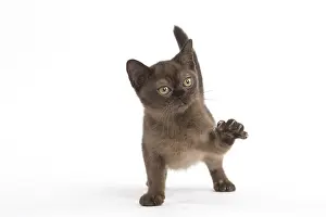Burmeses: Burmese Cat, kitten in the studio