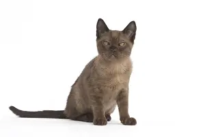 Burmeses: Burmese Cat, kitten in the studio