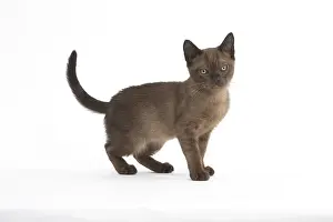 Burmeses: Burmese Cat, kitten in the studio