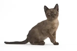 Burmeses: Burmese Cat, kitten in the studio
