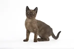 Burmeses: Burmese Cat, kitten in the studio