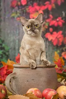 Burmeses: Burmese cat outdoors in autumn