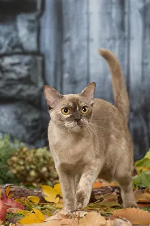 Burmeses: Burmese cat outdoors in autumn