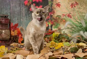 Burmeses: Burmese cat outdoors in autumn