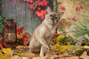 Burmeses: Burmese cat outdoors in autumn