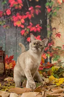 Burmeses: Burmese cat outdoors in autumn