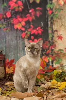 Burmeses: Burmese cat outdoors in autumn