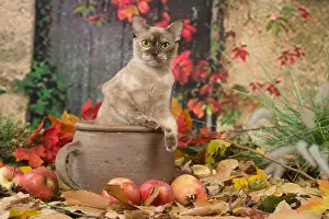 Burmeses: Burmese cat outdoors in autumn