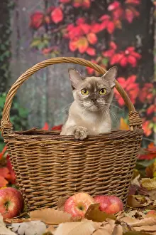 061118: Burmese cat outdoors in autumn