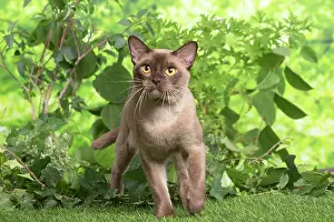 100220: Burmese cat outdoors in the garden