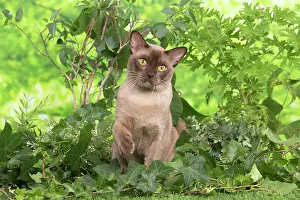 100220: Burmese cat outdoors in the garden