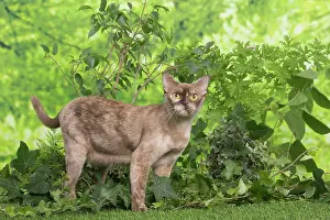 100220: Burmese cat outdoors in the garden