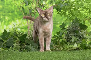 100220: Burmese cat outdoors in the garden
