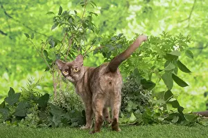 100220: Burmese cat outdoors in the garden