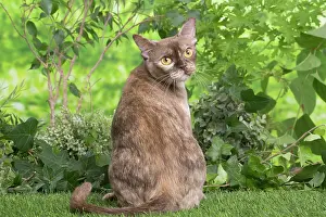 100220: Burmese cat outdoors in the garden