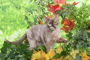 100220: Burmese cat outdoors in the garden