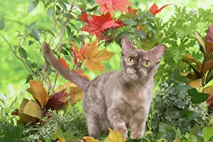 100220: Burmese cat outdoors in the garden