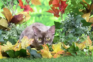 100220: Burmese cat outdoors in the garden