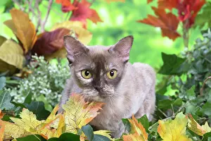 100220: Burmese cat outdoors in the garden