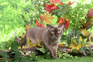 100220: Burmese cat outdoors in the garden