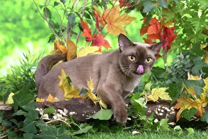 100220: Burmese cat outdoors in the garden