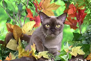 100220: Burmese cat outdoors in the garden