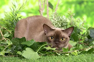 100220: Burmese cat outdoors in the garden