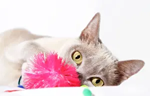 Friskily: Burmese cat playing with cat toy