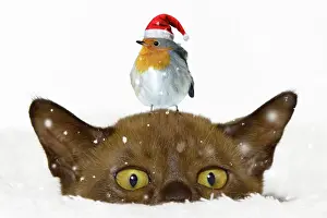 Snug: Burmese cat with a robin sitting on its head Burmese