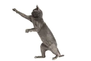 Hitting: Burmese Cat in the studio