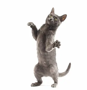 Yoga: Burmese Cat in the studio