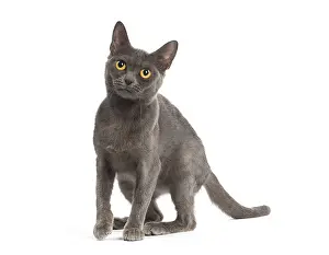 Burmeses: Burmese Cat in the studio