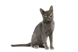 Burmeses: Burmese Cat in the studio