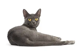 Burmeses: Burmese Cat in the studio