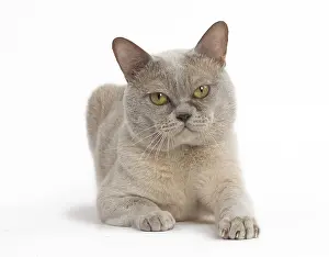 Burmeses: Burmese Cat in the studio