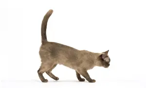 Burmeses: Burmese Cat in the studio
