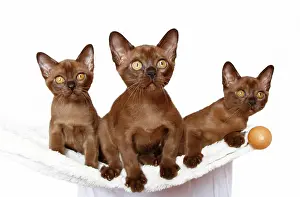 Hammock: Three Burmese cats, 10 weeks, on a hammock