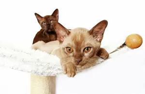 Hammock: Two Burmese cats, 10 weeks, lying on a hammock