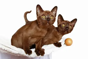 Stare: Two Burmese cats, 10 weeks old