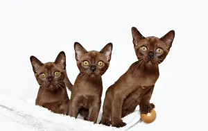 Stare: Three Burmese cats, 10 weeks old
